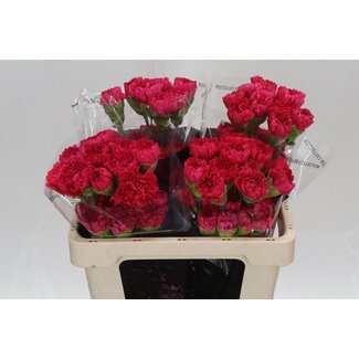 Freshy Korte Anjer “Bizet” | Kleur: Rood | Lengte ± 55 centimeter | Per 20 verse bloemen