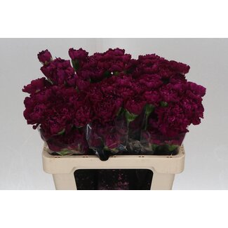 Freshy Korte Anjer “Golem” | Kleur: Paars | Lengte ± 55 centimeter | Per 20 verse bloemen