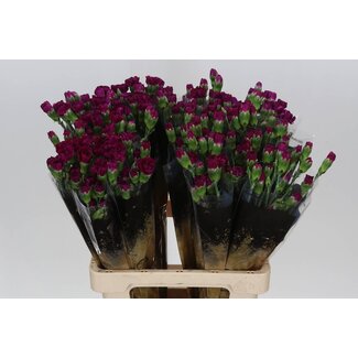 Freshy Trosanjer “Epsilon” | Kleur: Gemengde Kleuren | Lengte ± 60 centimeter | Per 25 verse bloemen