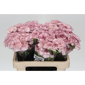 Freshy Korte Anjer “Mariposa” | Kleur: Wit Roze | Lengte ± 55 centimeter | Per 20 verse bloemen