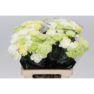 Freshy Lange Anjer Mix Geel | Kleur: Gemengde Kleuren | Lengte ± 65 centimeter | Per 20 verse bloemen