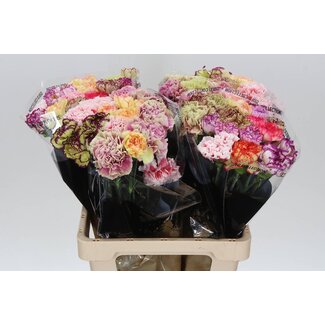 Freshy Lange Anjer Mix Striped | Kleur: Gemengde Kleuren | Lengte ± 65 centimeter | Per 20 verse bloemen