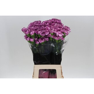 Freshy Lange Anjer “Royal Damascus” | Kleur: Paars | Lengte ± 70 centimeter | Per 20 verse bloemen