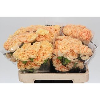 Freshy Korte Anjer “Caroline Gold” | Kleur: Oranje | Lengte ± 55 centimeter | Per 20 verse bloemen