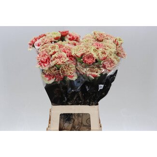 Freshy Lange Anjer “Sequoia” | Kleur: Gemengde Kleuren | Lengte ± 70 centimeter | Per 20 verse bloemen