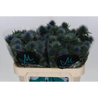 Freshy Eryngium Kruisdistel “Magnetar Qstar” | Kleur: Blauw | Lengte ± 70 centimeter | Per 10 stelen verse bloemen