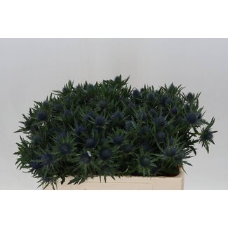 Freshy Eryngium Kruisdistel “Aquarius Qstar” | Kleur: Blauw | Lengte ± 50 centimeter | Per 10 stelen verse bloemen