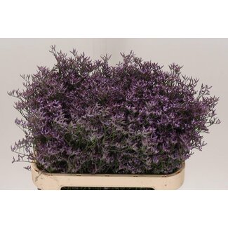 Freshy Limonium Safora “Lilac” | Kleur: Paars | Lengte ± 80 centimeter | Per 25 stelen verse bloemen