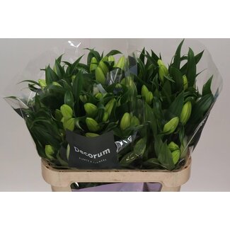 Freshy Dubbelbloemige Lelie Oriental Aqua “Aisha” | Kleur: Wit | Lengte ± 75 centimeter | Per 10 stelen verse bloemen