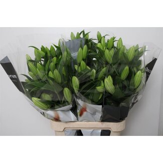 Freshy Lelie Oriental Aqua “Tisento” | Kleur: Wit | Lengte ± 100 centimeter | Per 10 stelen verse bloemen