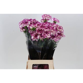 Freshy Lange Anjer “Kino” | Kleur: Wit Paars | Lengte ± 70 centimeter | Per 20 verse bloemen