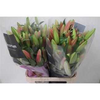 Freshy Lelie Oriental Aqua x Trompet Lelie “Tabledance” | Kleur: Roze | Lengte ± 95 centimeter | Per 10 stelen verse bloemen