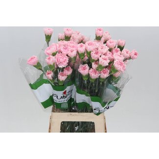 Freshy Lange Anjer Funza “Essiana” | Kleur: Roze | Lengte ± 70 centimeter | Per 20 verse bloemen