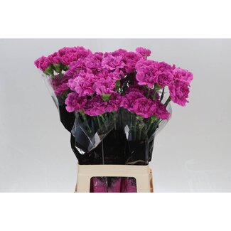 Freshy Lange Anjer “Farida” | Kleur: Roze | Lengte ± 70 centimeter | Per 20 verse bloemen