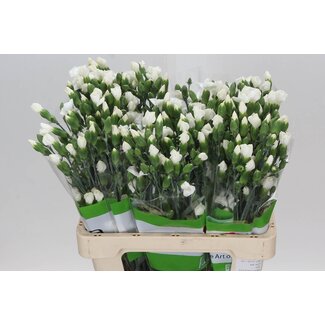 Freshy Trosanjer “Solomio Ard” | Enkelbloemig | Kleur: Wit | Lengte ± 60 centimeter | Per 20 verse bloemen