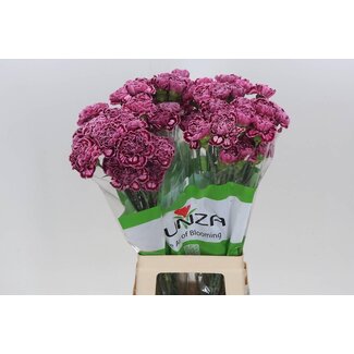 Freshy Lange Anjer “Nobbio Burgundy” | Kleur: Bruin | Lengte ± 70 centimeter | Per 20 verse bloemen