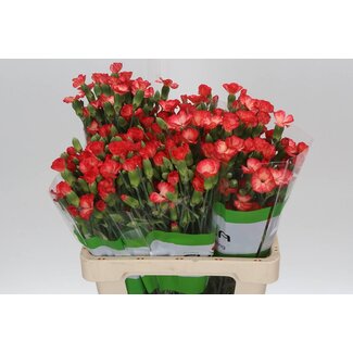 Freshy Trosanjer “Solomio Lala Cult” | Enkelbloemig | Kleur: Gemengde Kleuren | Lengte ± 60 centimeter | Per 20 verse bloemen