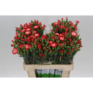 Freshy Trosanjer “Solomio Fen” | Enkelbloemig | Kleur: Roze | Lengte ± 60 centimeter | Per 20 verse bloemen