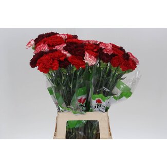 Freshy Lange Anjer Funza “Rainbow Red” | Kleur: Gemengde Kleuren | Lengte ± 70 centimeter | Per 20 verse bloemen