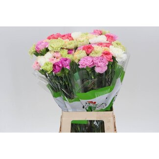 Freshy Lange Anjer Funza “Rainbow Pastel” | Kleur: Gemengde Kleuren | Lengte ± 70 centimeter | Per 20 verse bloemen