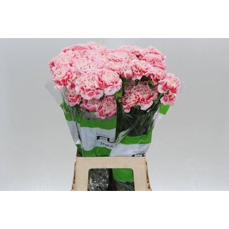 Freshy Lange Anjer Funza “Joker” | Kleur: Gemengde Kleuren | Lengte ± 70 centimeter | Per 20 verse bloemen