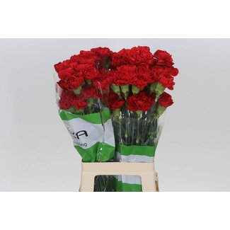 Freshy Lange Anjer Funza “Red Soho” | Kleur: Gemengde Kleuren | Lengte ± 70 centimeter | Per 20 verse bloemen