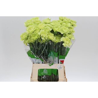 Freshy Lange Anjer Funza “Marty” | Kleur: Gemengde Kleuren | Lengte ± 70 centimeter | Per 20 verse bloemen