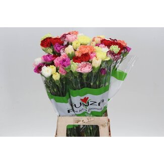 Freshy Lange Anjer Funza “Rainbow Mix” | Kleur: Gemengde Kleuren | Lengte ± 70 centimeter | Per 20 verse bloemen