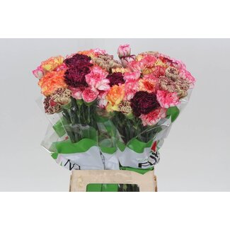 Freshy Lange Anjer Funza “Rainbow Stripe” | Kleur: Gemengde Kleuren | Lengte ± 70 centimeter | Per 20 verse bloemen