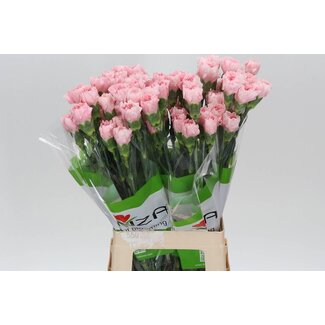 Freshy Lange Anjer Funza “Pink Cute” | Kleur: Gemengde Kleuren | Lengte ± 70 centimeter | Per 20 verse bloemen