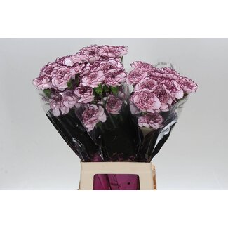 Freshy Lange Anjer Funza “Damascus” | Kleur: Wit Paars | Lengte ± 70 centimeter | Per 20 verse bloemen