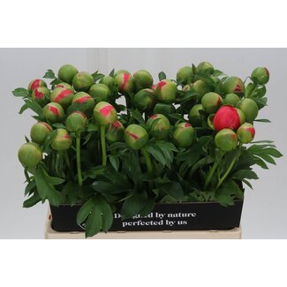 Freshy Paeonia Pioenroos L “Coral Sunset” | Kleur: Roze | Lengte ± 60 centimeter | Per 10 verse bloemen