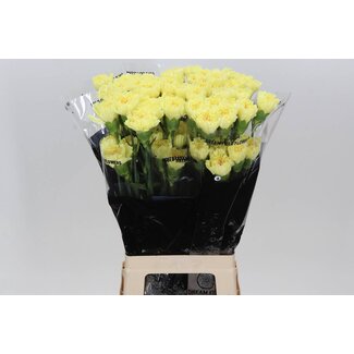 Freshy Lange Anjer “Hermes Geel” | Kleur: Geel | Lengte ± 70 centimeter | Per 20 verse bloemen