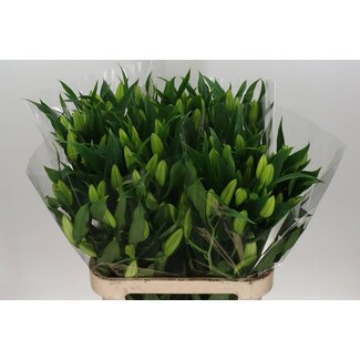 Freshy Lelie Oriental Aqua “Signum” | Kleur: Wit | Lengte ± 85 centimeter | Per 10 stelen verse bloemen