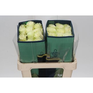 Freshy Grootbloemige Roos “Mondial” | Kleur: Wit | Lengte ± 50 centimeter | Herkomst Ecuador | Per 25 verse bloemen