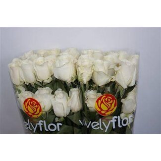 Freshy Grootbloemige Roos “Tibet” | Kleur: Wit | Lengte ± 50 centimeter | Herkomst Ecuador | Per 25 verse bloemen
