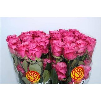 Freshy Grootbloemige Roos “Country Blues” | Kleur: Roze | Lengte ± 50 centimeter | Herkomst Ecuador | Per 25 verse bloemen