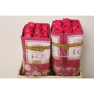 Freshy Grootbloemige Roos “Topaz” | Kleur: Roze | Lengte ± 50 centimeter | Herkomst Ecuador | Per 25 verse bloemen