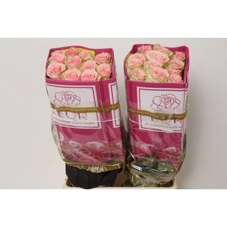 Freshy Grootbloemige Roos “Esperance” | Kleur: Roze | Lengte ± 70 centimeter | Herkomst Ecuador | Per 25 verse bloemen