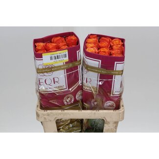 Freshy Grootbloemige Roos “Confidential” | Kleur: Oranje | Lengte ± 50 centimeter | Herkomst Ecuador | Per 25 verse bloemen