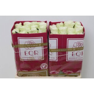 Freshy R Eq Moonstone