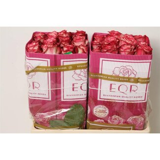 Freshy Grootbloemige Roos “Magic Times” | Kleur: Roze | Lengte ± 50 centimeter | Herkomst Ecuador | Per 25 verse bloemen