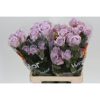 Freshy Grootbloemige Roos “Ocean Song” | Kleur: Paars | Lengte ± 60 centimeter | Herkomst Ecuador | Per 25 verse bloemen