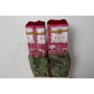 Freshy Grootbloemige Roos “Explorer” | Kleur: Rood | Lengte ± 80 centimeter | Herkomst Ecuador | Per 25 verse bloemen