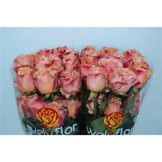 Freshy Grootbloemige Roos XL “Carpe Diem” | Kleur: Oranje | Lengte ± 50 centimeter | Herkomst Ecuador | Per 25 verse bloemen