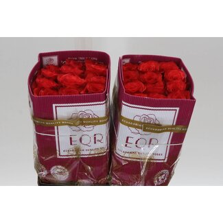 Freshy Grootbloemige Roos “Bromo” | Kleur: Rood | Lengte ± 40 centimeter | Herkomst Ecuador | Per 25 verse bloemen