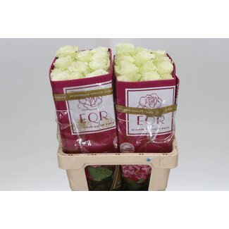 Freshy Grootbloemige Roos “Mia” | Kleur: Wit | Lengte ± 40 centimeter | Herkomst Ecuador | Per 25 verse bloemen
