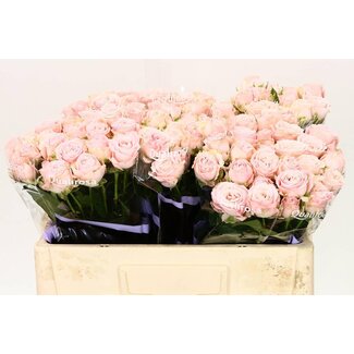 Freshy Trosroos “Bombastic” | Kleur: Wit Roze | Lengte ± 50 centimeter | Per 10 verse bloemen
