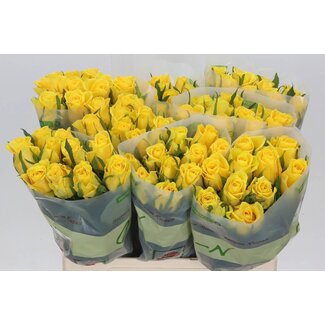 Freshy Grootbloemige Roos “Moonwalk” | Kleur: Geel | Lengte ± 60 centimeter | Per 20 verse bloemen