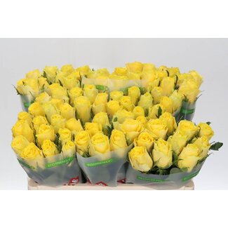 Freshy Grootbloemige Roos “Good Times” | Kleur: Geel | Lengte ± 50 centimeter | Per 20 verse bloemen